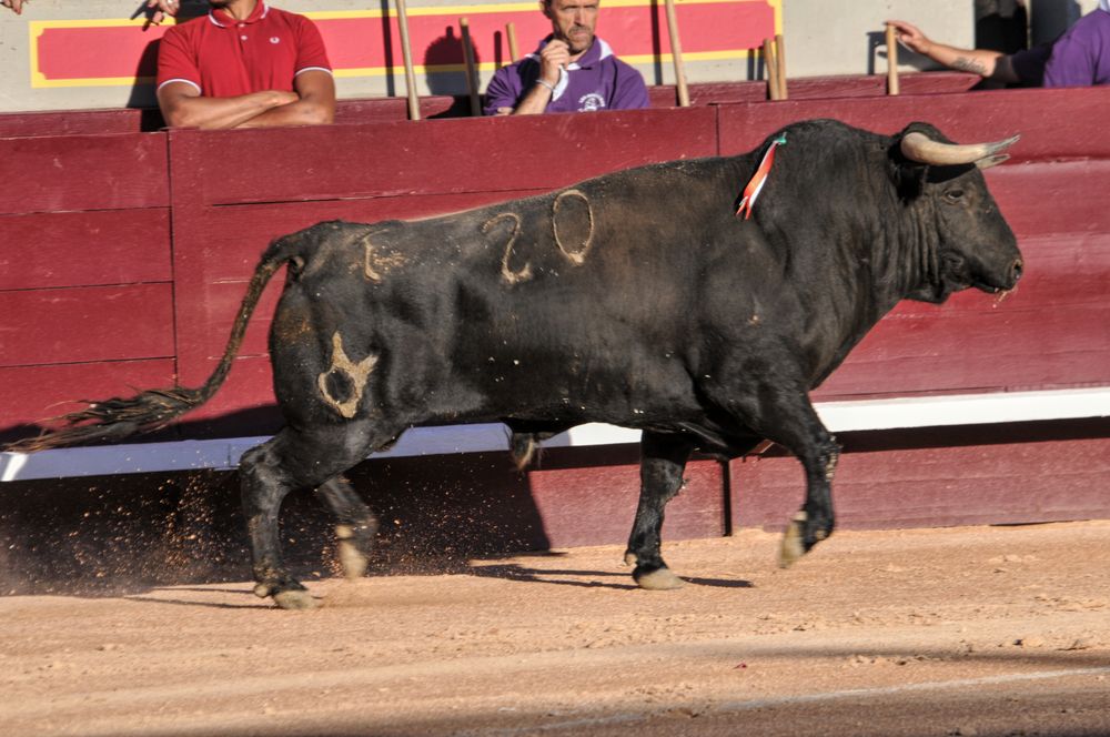 2016cordimamistres (125)