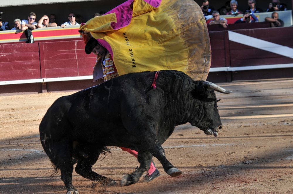 2016cordimamistres (233)