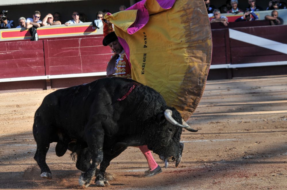 2016cordimamistres (234)
