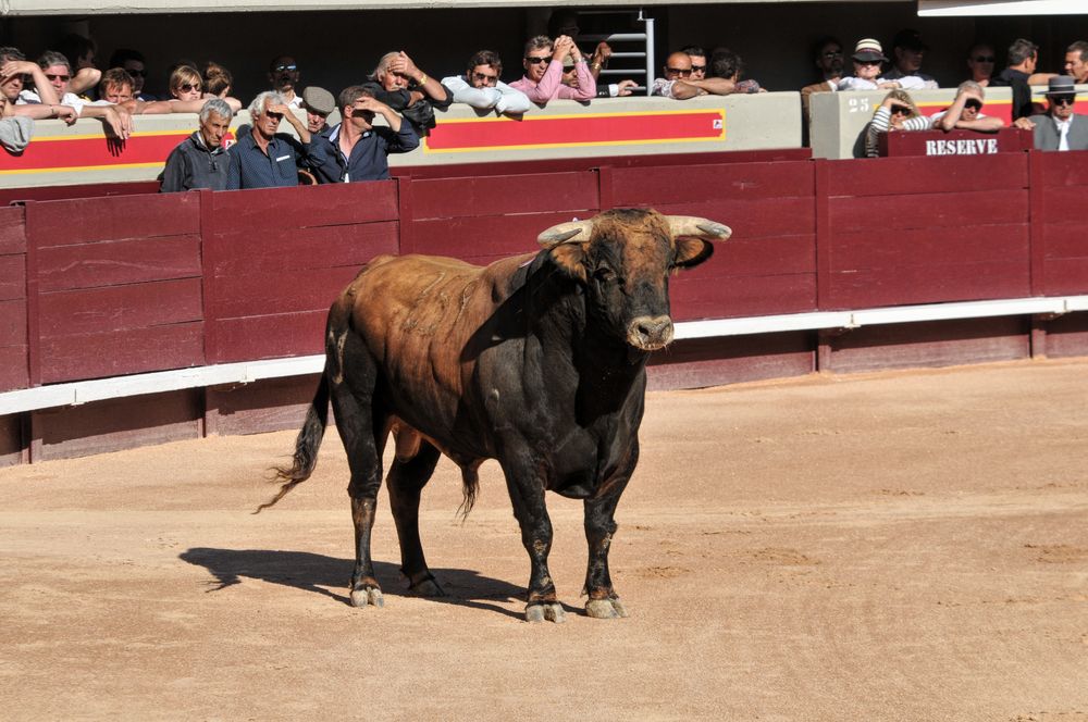 2016cordimamistres (372)