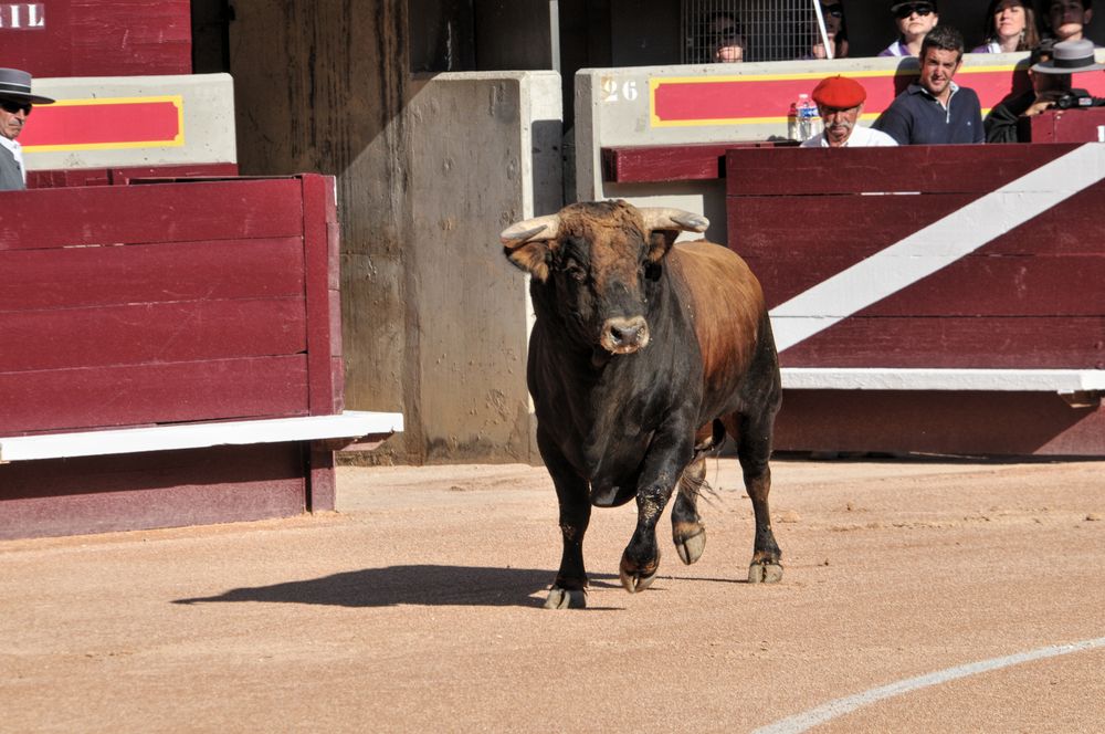 2016cordimamistres (381)