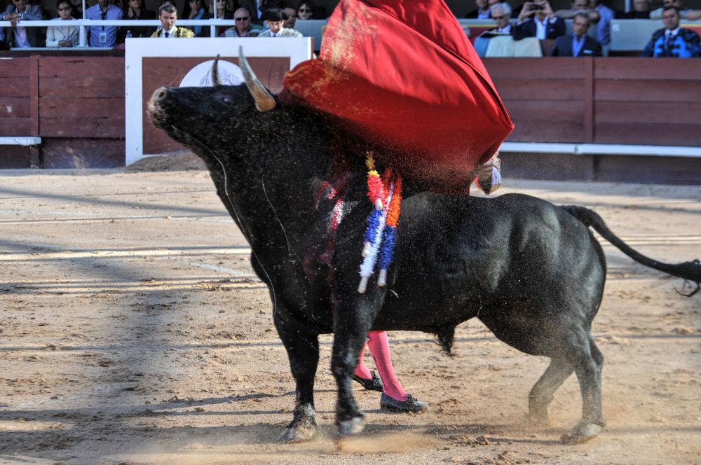 2016cordimamistres (430)
