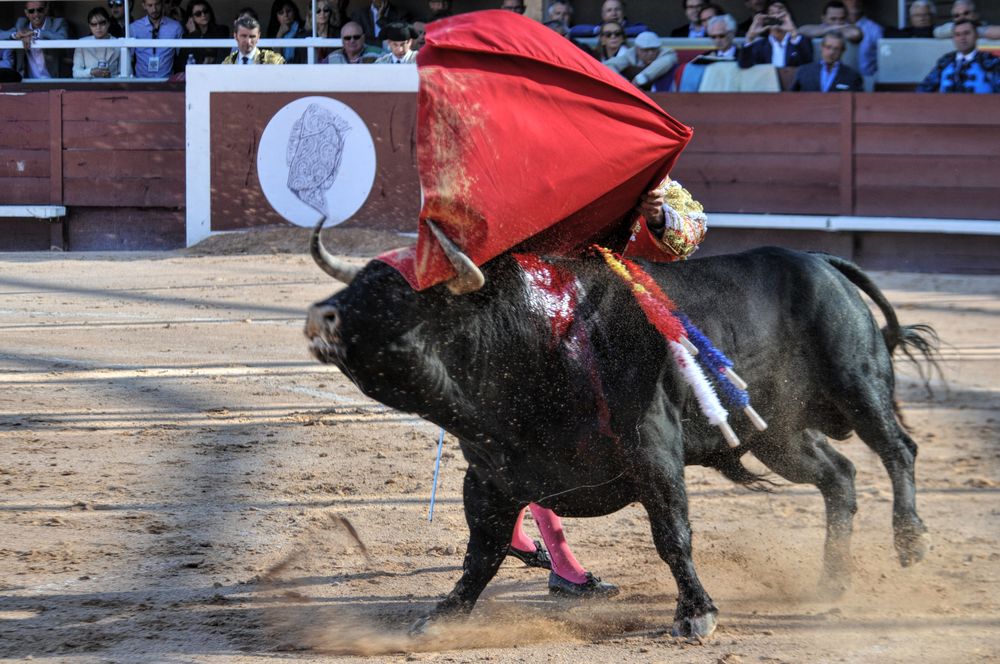 2016cordimamistres (431)