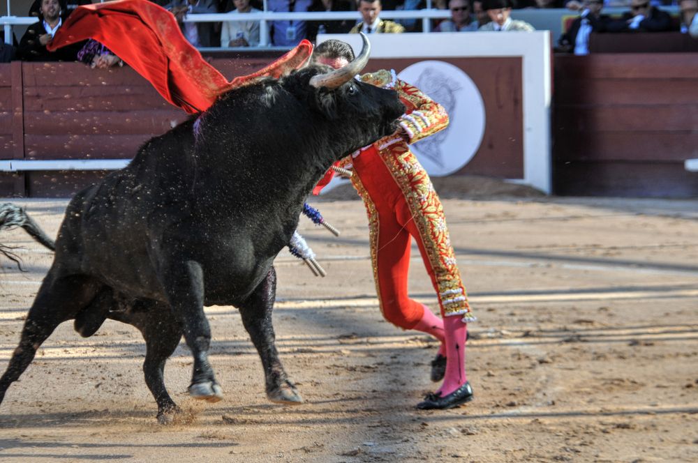 2016cordimamistres (442)