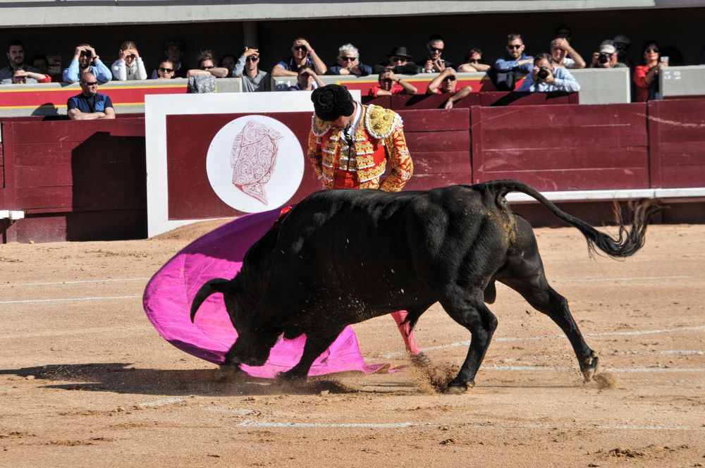 2016cordimamistres (468)