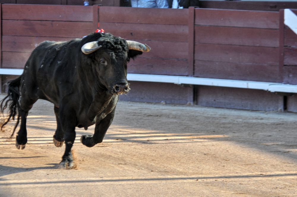2016cordimamistres (479)
