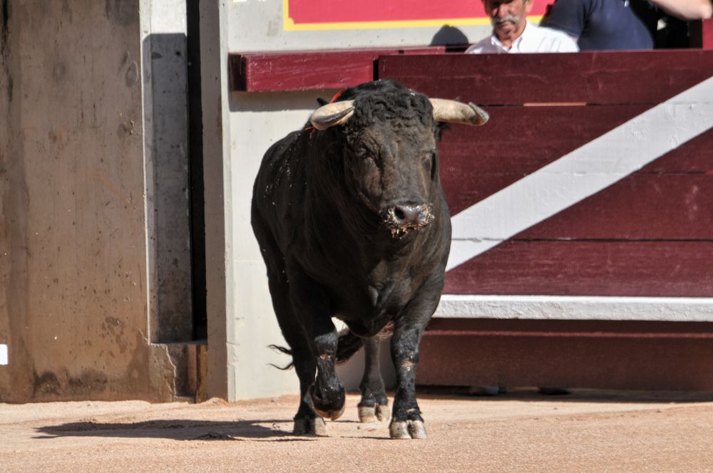 2016cordimamistres (481)