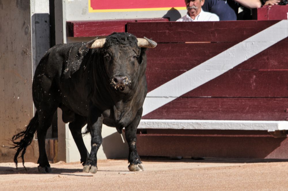 2016cordimamistres (482)
