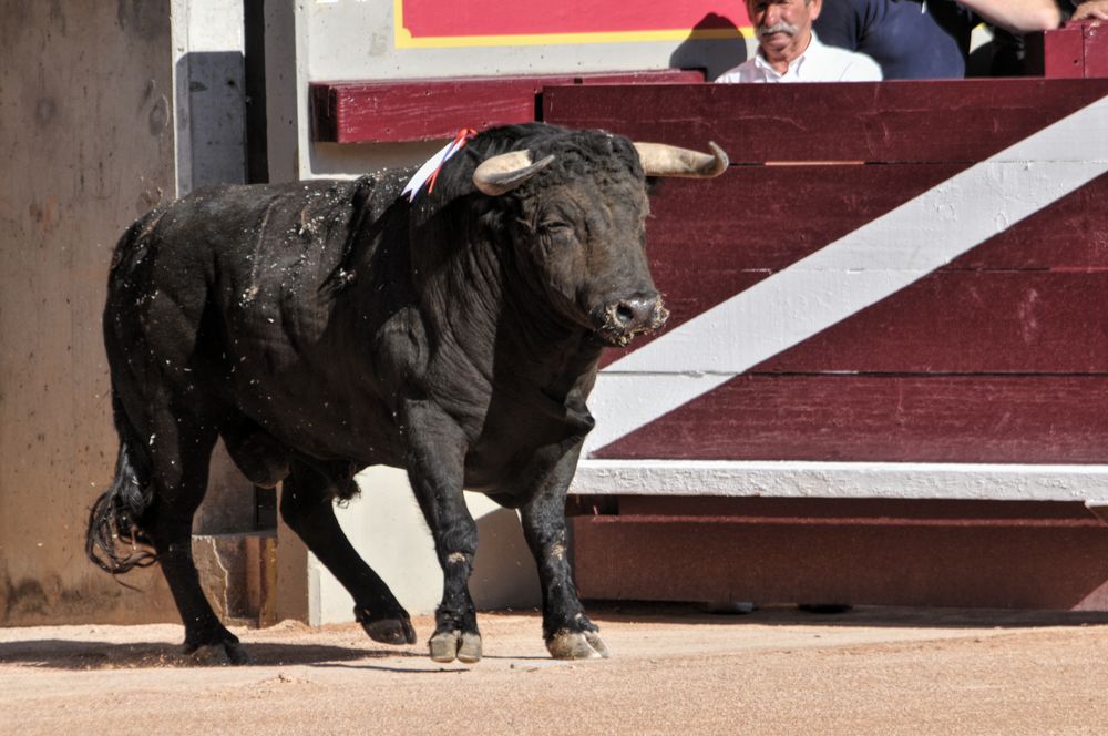 2016cordimamistres (483)