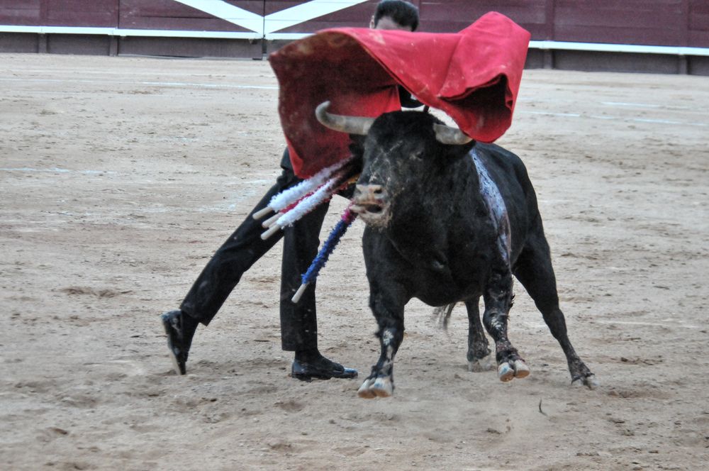 2016cordimamistres (496)