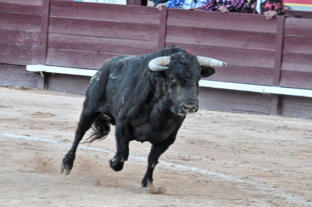 2016cordimamistres (526)