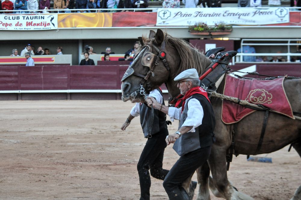 2016cordimamistres (537)