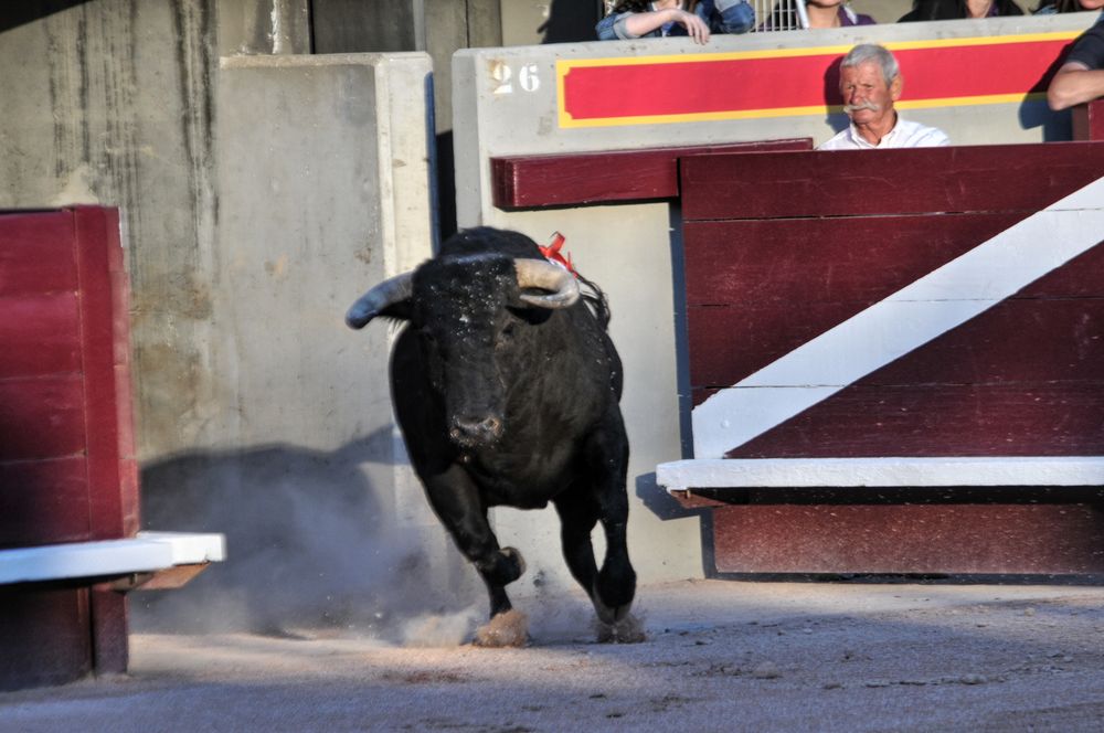2016cordimamistres (645)
