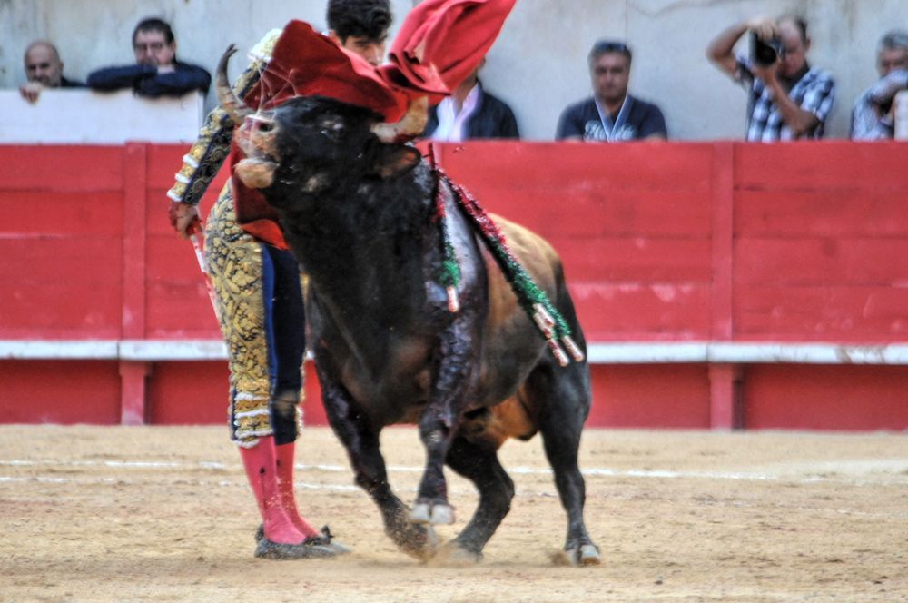 2016cordimamvendnimes (162)