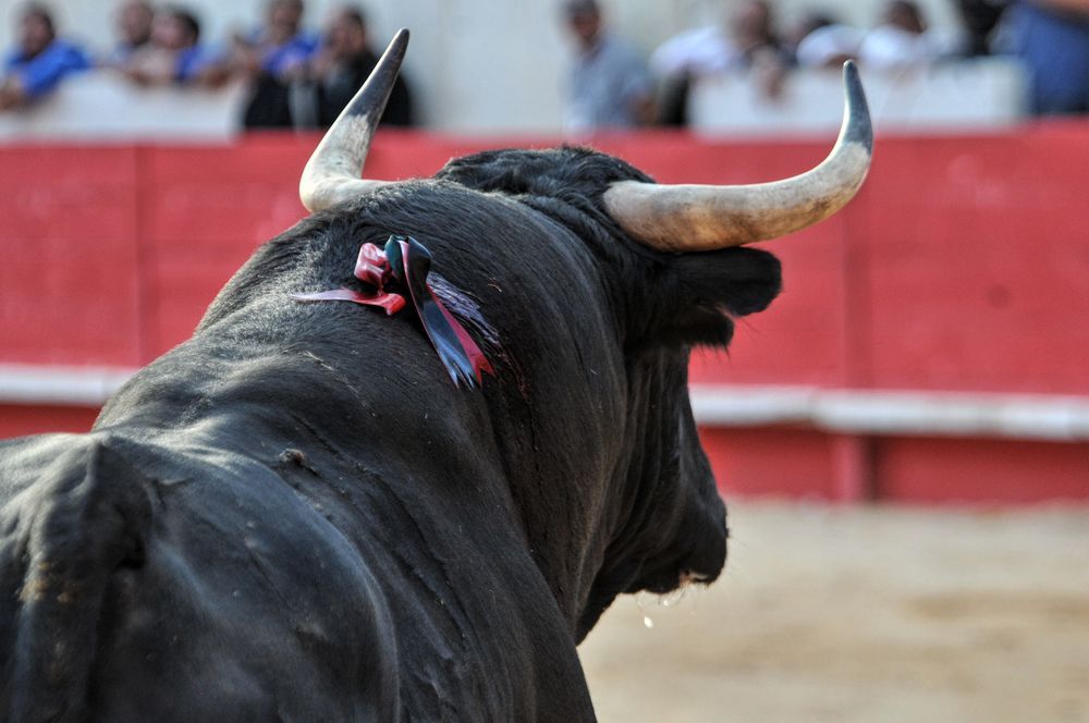 2016cordimamvendnimes (238)