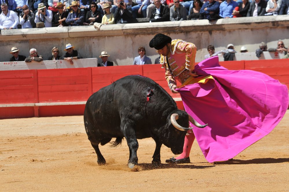 2016cordimMpentnimes (14)