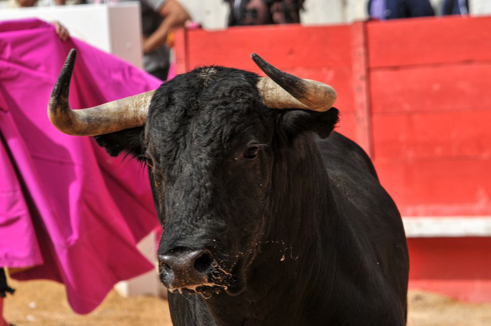 2016cordimmvendnimes (195)