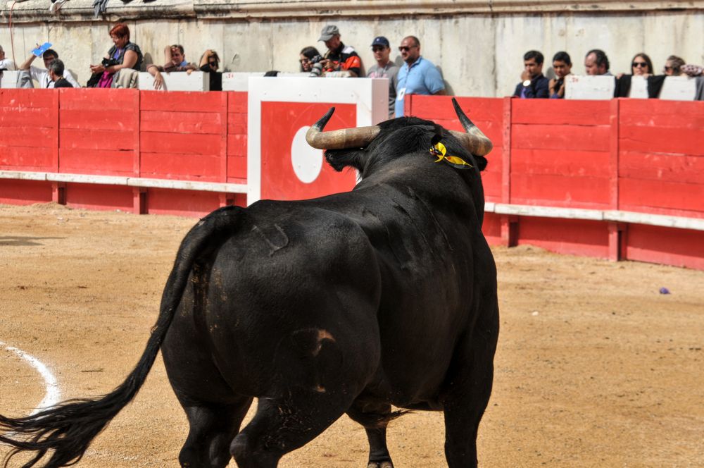 2016cordimmvendnimes (199)