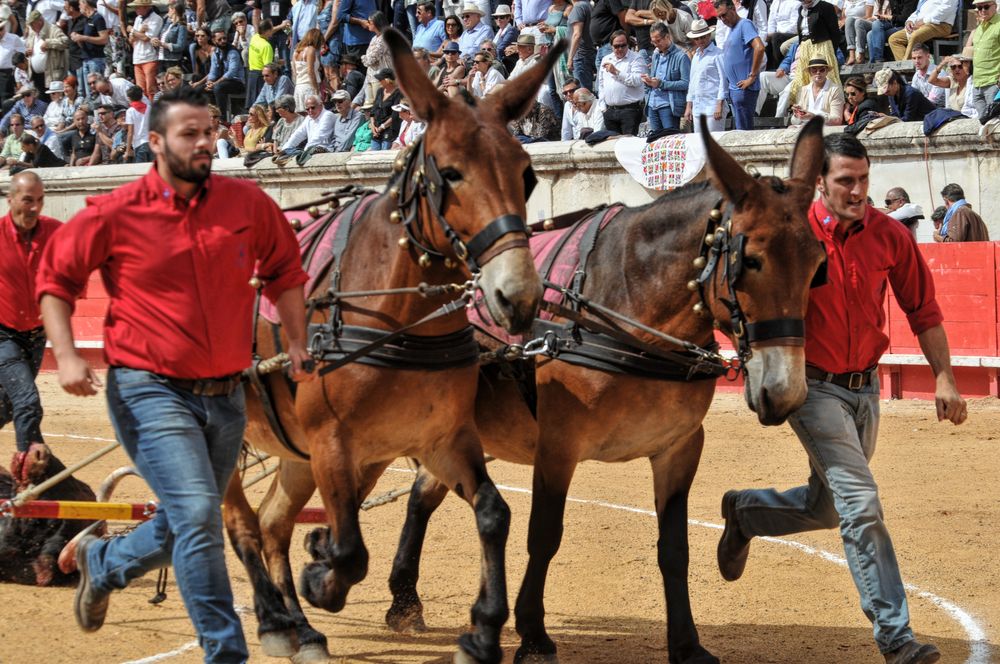 2016cordimmvendnimes (201)