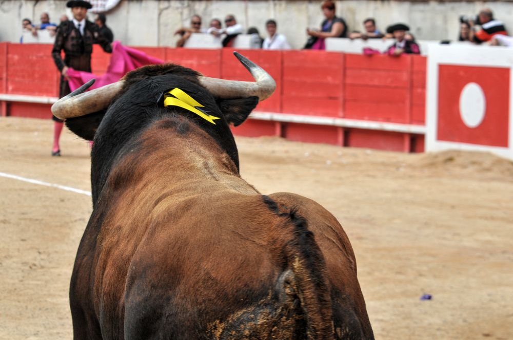 2016cordimmvendnimes (270)