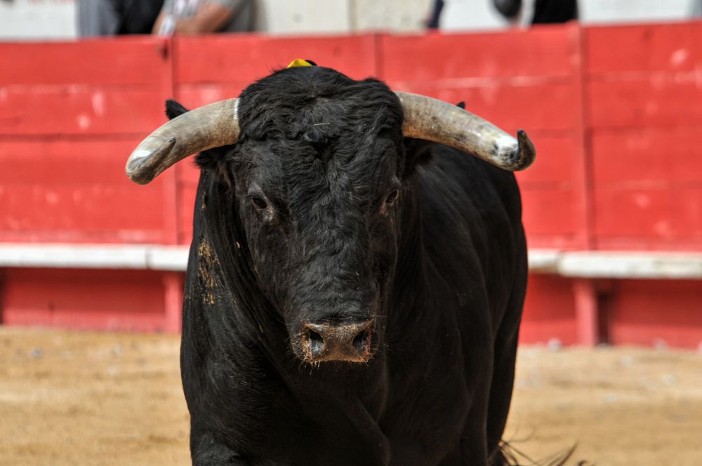 2016cordimmvendnimes (323)