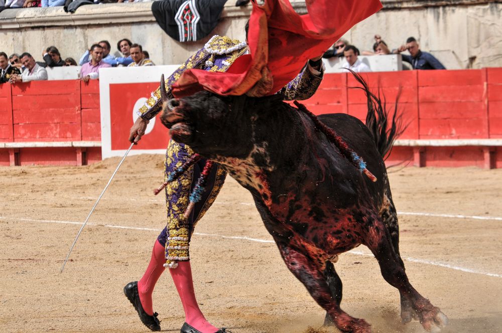 2016cordimmvendnimes (357)