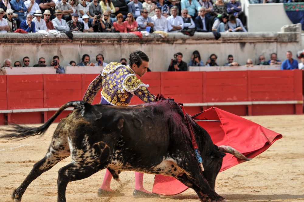 2016cordimmvendnimes (368)