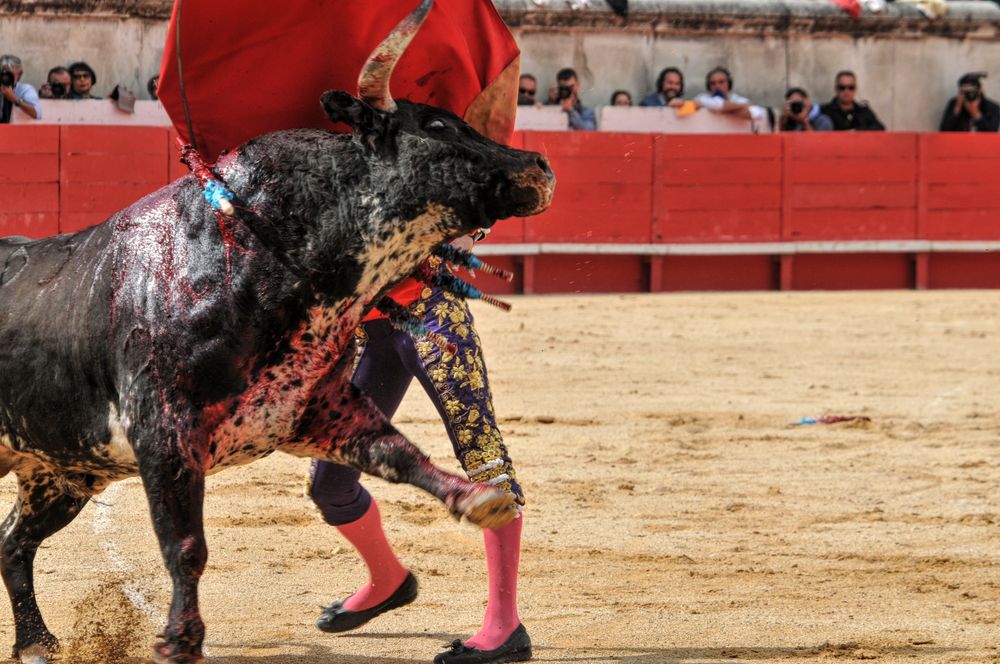 2016cordimmvendnimes (373)