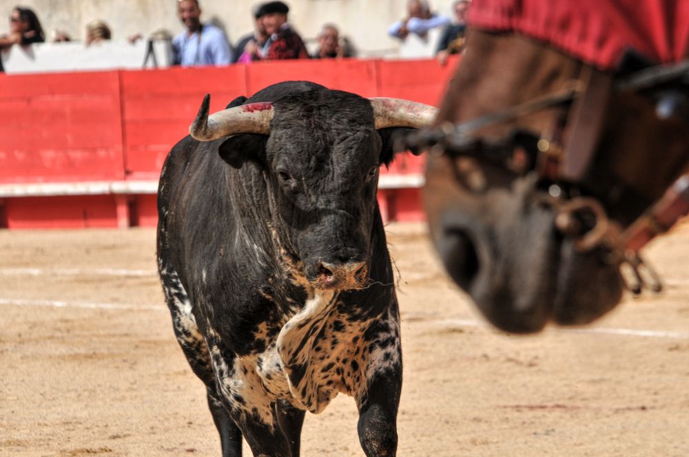2016cordimmvendnimes (404)