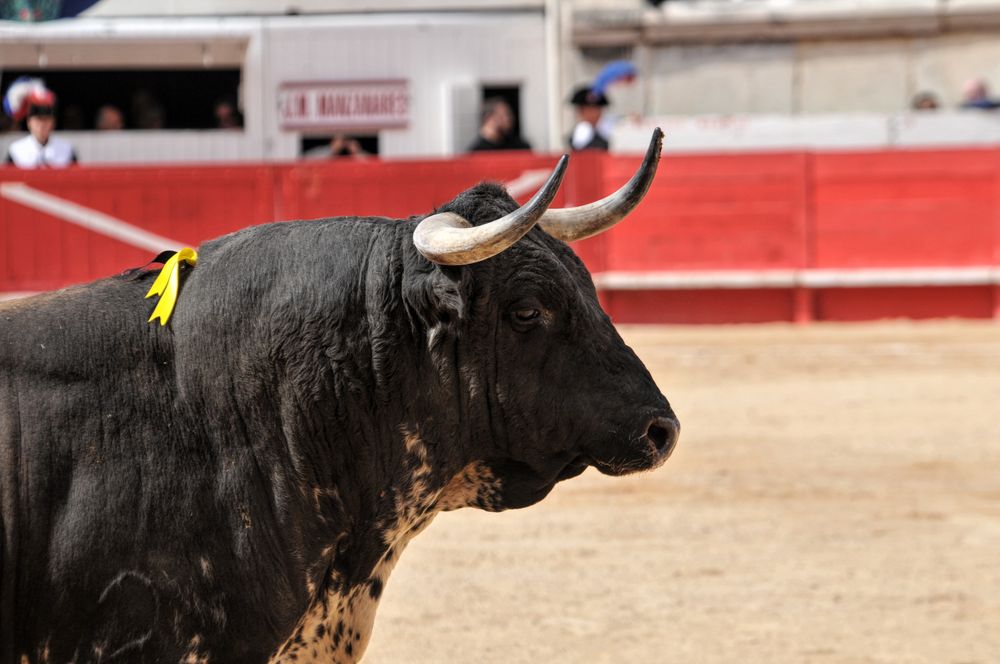 2016cordimmvendnimes (412)