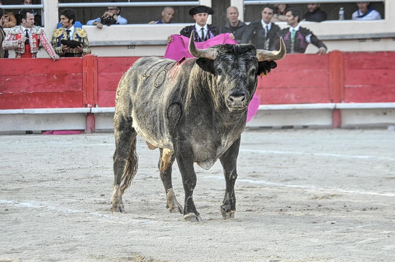 2016corridalacrau2304 (14)