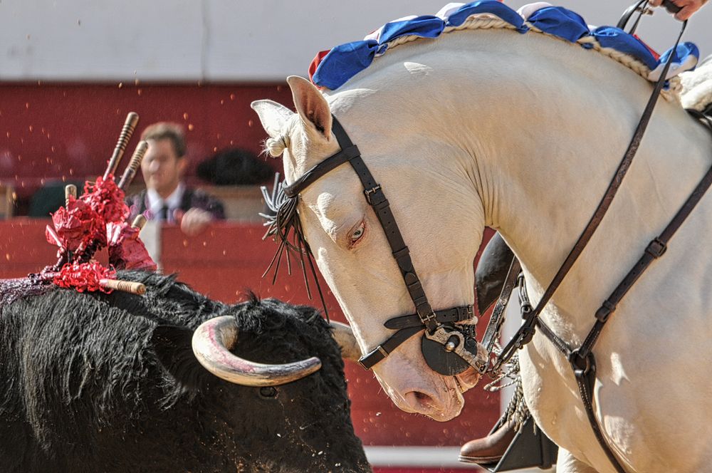 2016corridarejonpalavas (51)_Enhancer