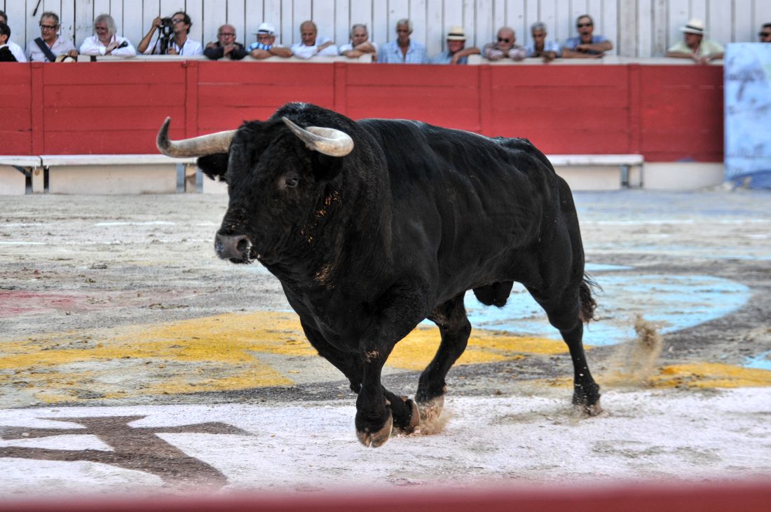 2016corridasamediferiariz (316)