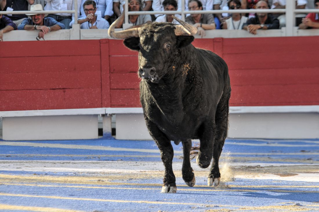 2016corridasamediferiariz (342)