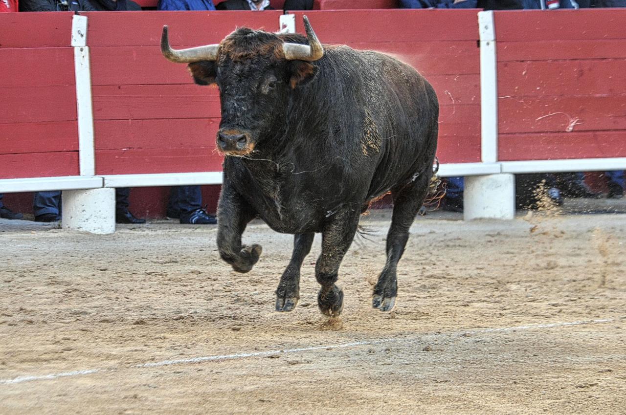 2016corridasamedipalavas (12)