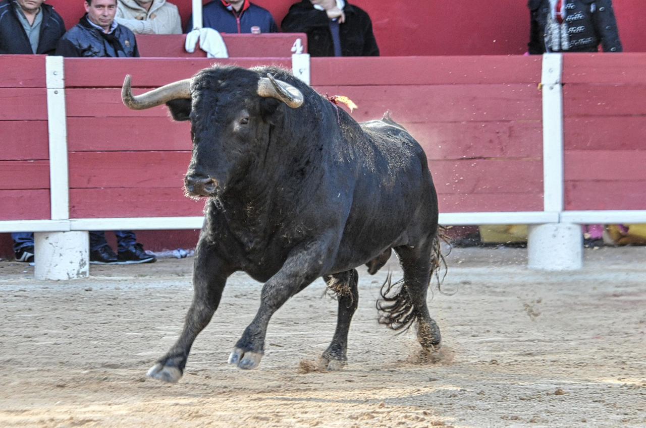 2016corridasamedipalavas (24)