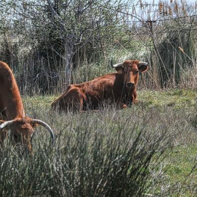 Les novillos pour Vergèze