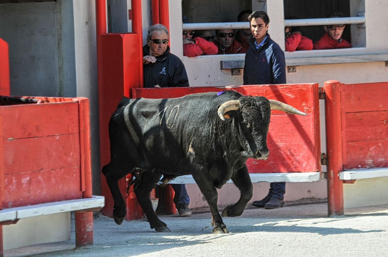 2016novilladalacrau (63)