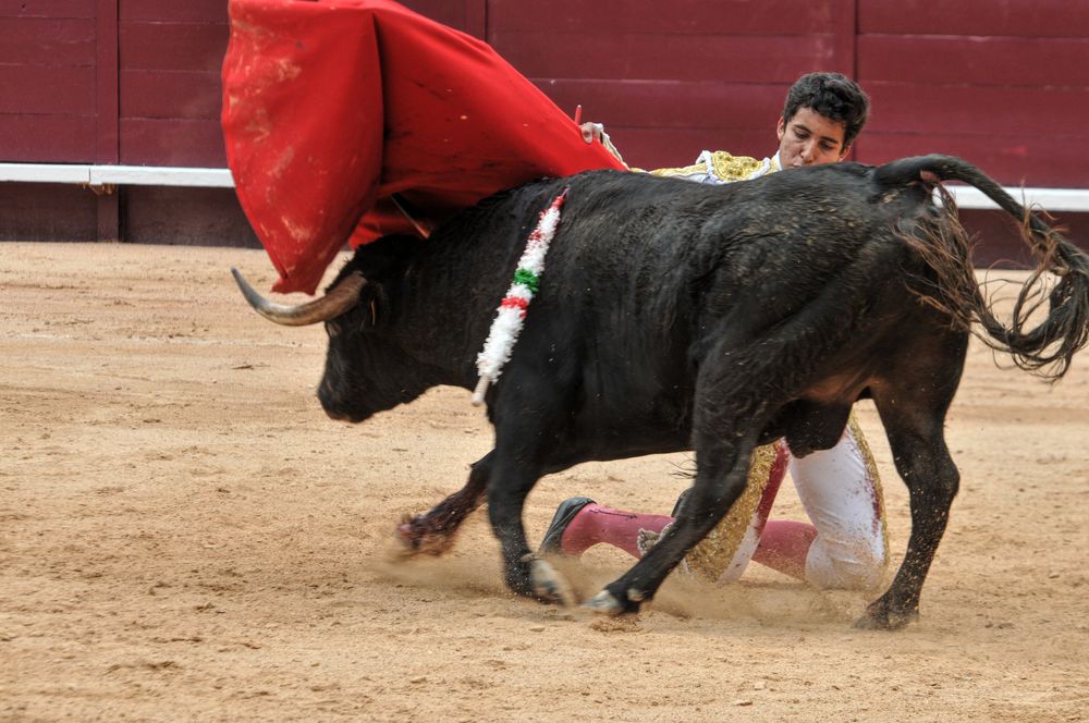 2016novistres (48)