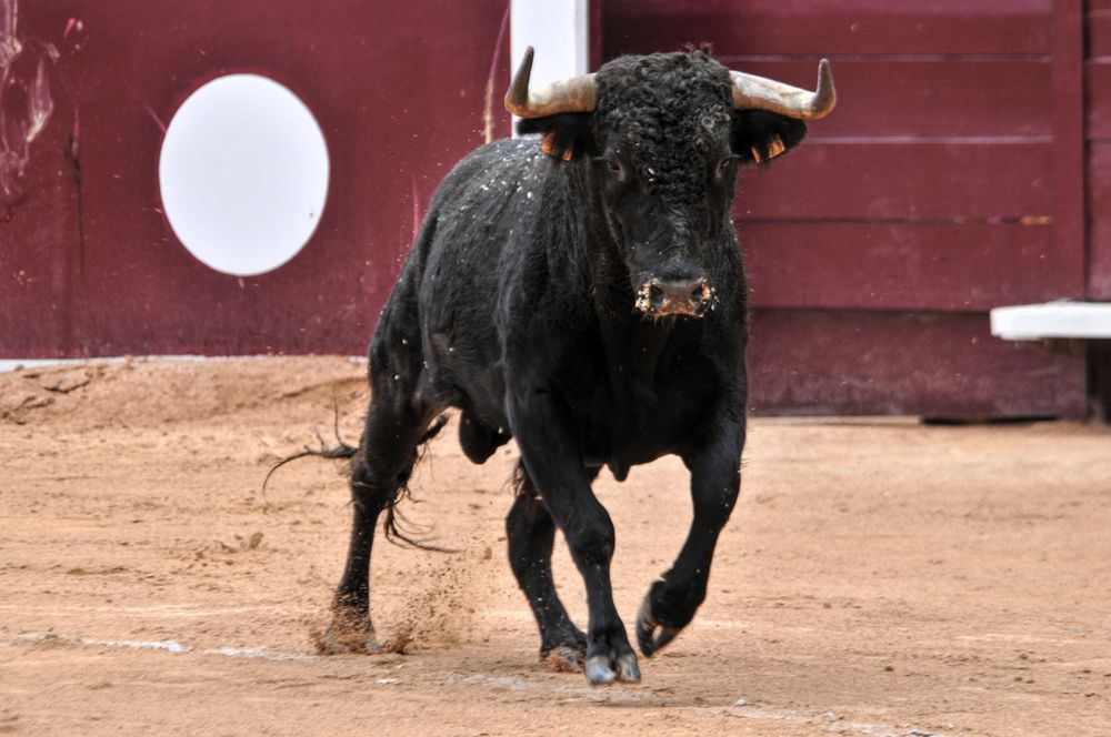 2016novistres (89)