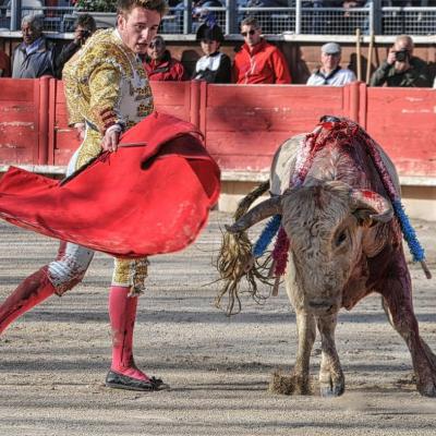 Novillada Vergèze : Triomphe de Tibo Garcia