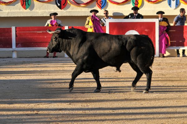 2016sebcastellastesmaries (29)