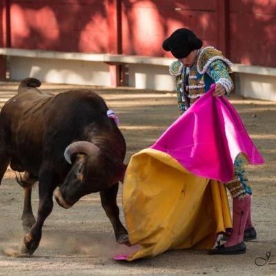 Tibo Garcia, meilleur novillero de la Feria de la Jouvenço à Tarascon