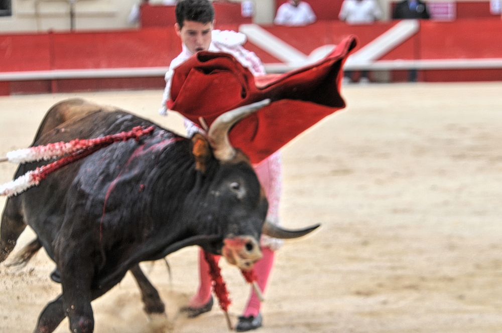 novales (120)