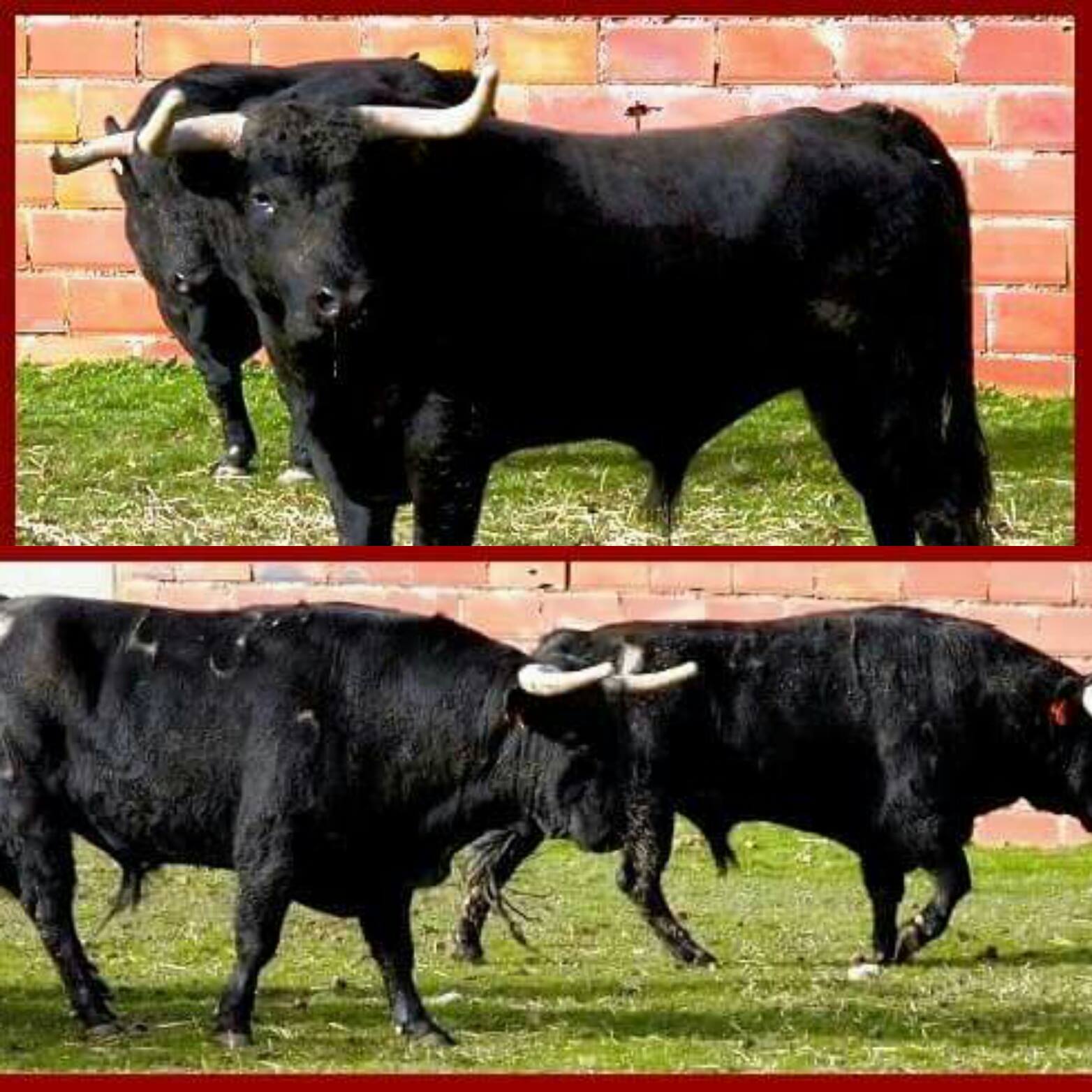 Toros Mimizan