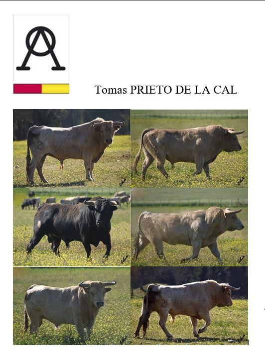 4 toros