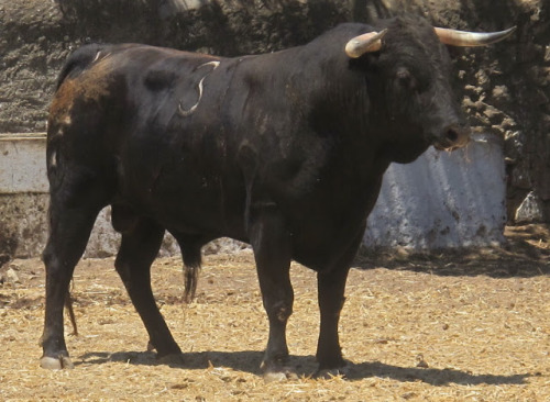 Albaserrada cascabelero