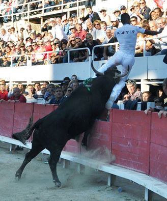 Arles course camarguaise