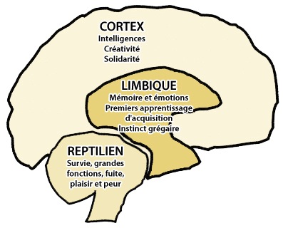 Cerveau