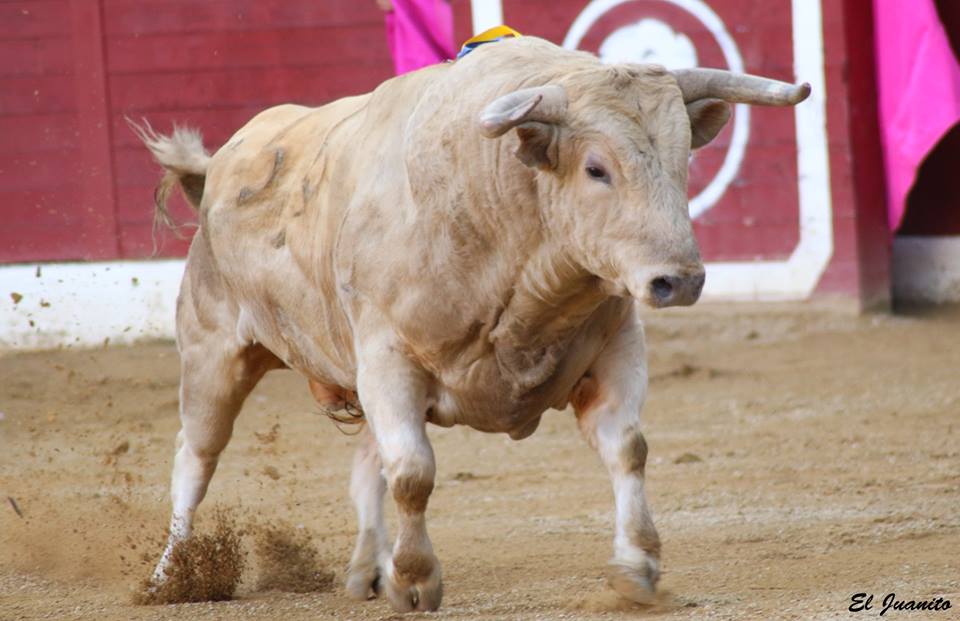 El tajo y la reina